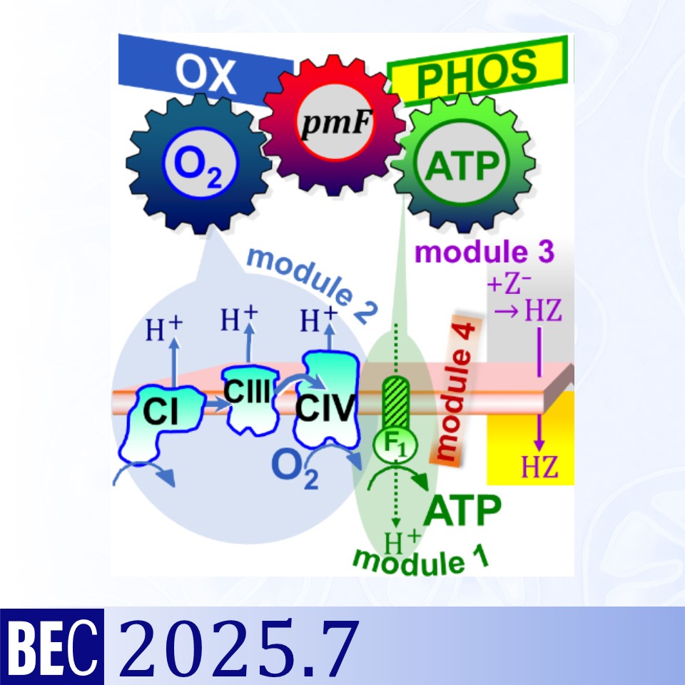 gnaiger_2025_pmf_image
