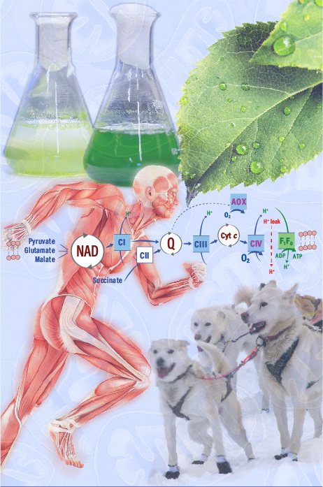 BEC Flyer